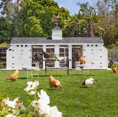 cute white cottage like chicken coop with chickens on a green lawn, chicken coop in a lot owned by california couple jill and kevin cadieux