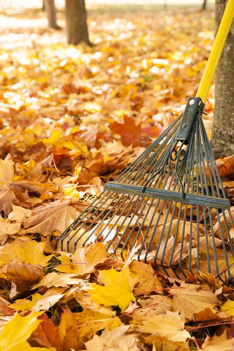 metal rake and fallen yellow maple leaves on ground fall yard work chores lawn and garden property maintenance