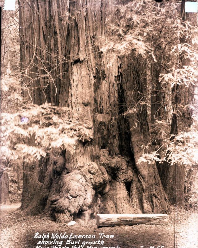ralph waldo emerson, tree, muir woods, circa 1937