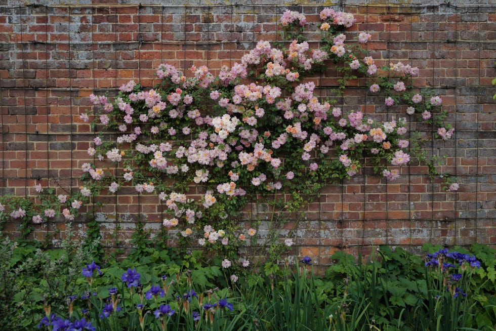 30 Best Climbing Plants For All Gardens