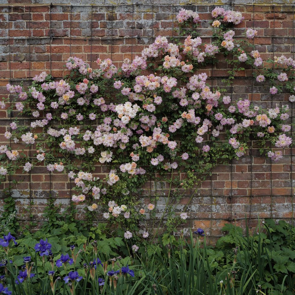 rambling rose phyllis bide in bloom, against red stone wall and greenery with blue flowers