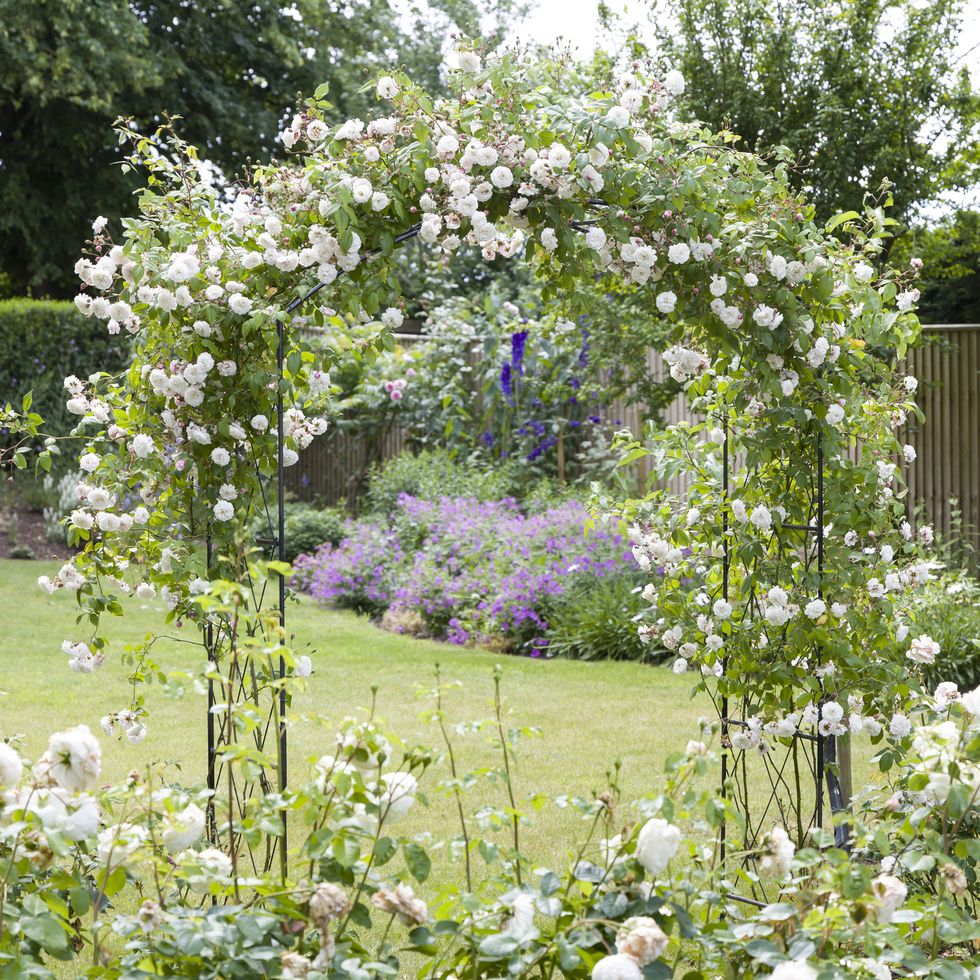 shrub roses and rambling rose on an arch in a uk garden