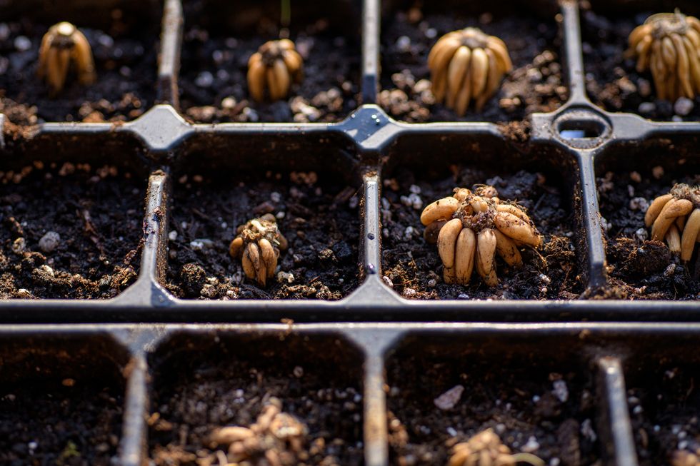 ranunculus asiaticus or persian buttercup presoaked ranunculus corms planted in a propagation tray,slovakia