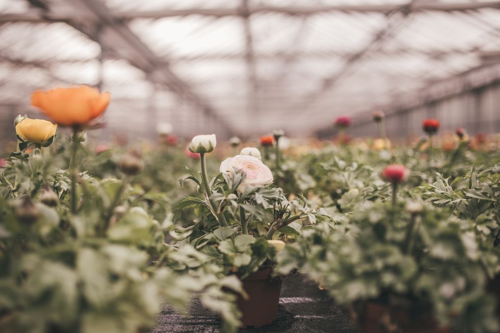 ranunculus in the greenhouse