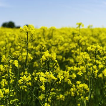 the picture shows a rapeseed field the oil extracted from the plant can be processed into cooking oil and biodiesel healthy green vegetable oil green sustainable energy source green energy alternative to fossil fuels steely yellow with blue sky