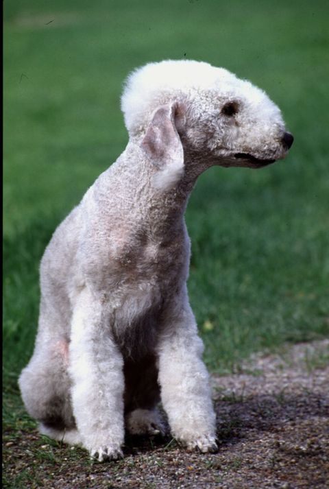 dogs that dont shed bedlington terrier