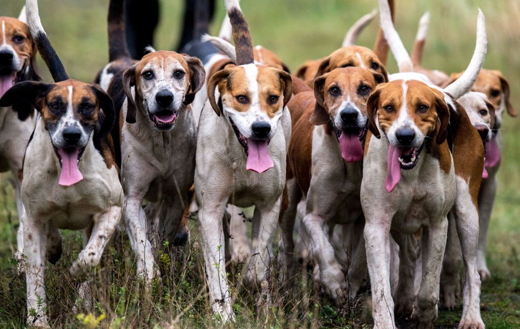 Rare hunting sale dog breeds