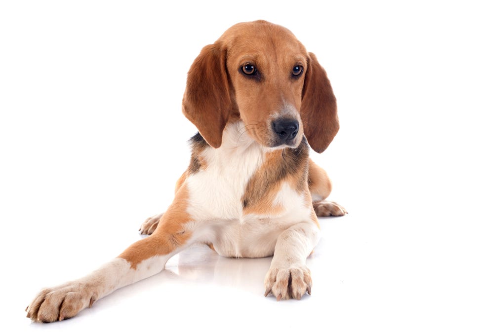 rare dog breeds harrier