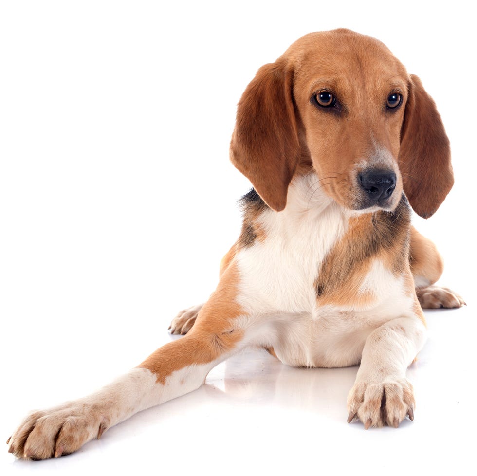 rare dog breeds - Harrier rare dog breeds harrier