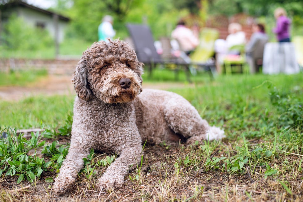 rare dog breeds lagotto romagnolo