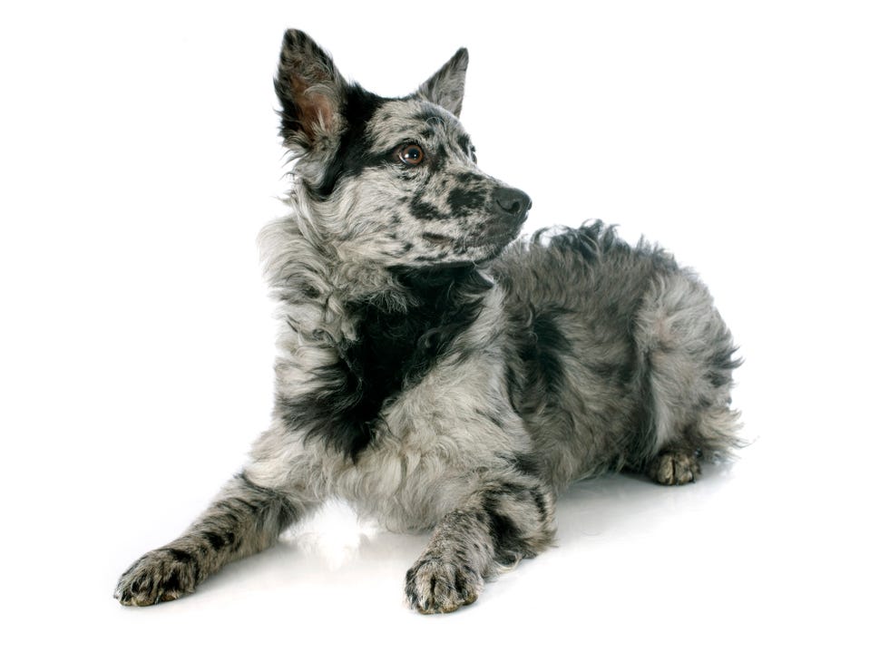 rare dog breeds - mudi