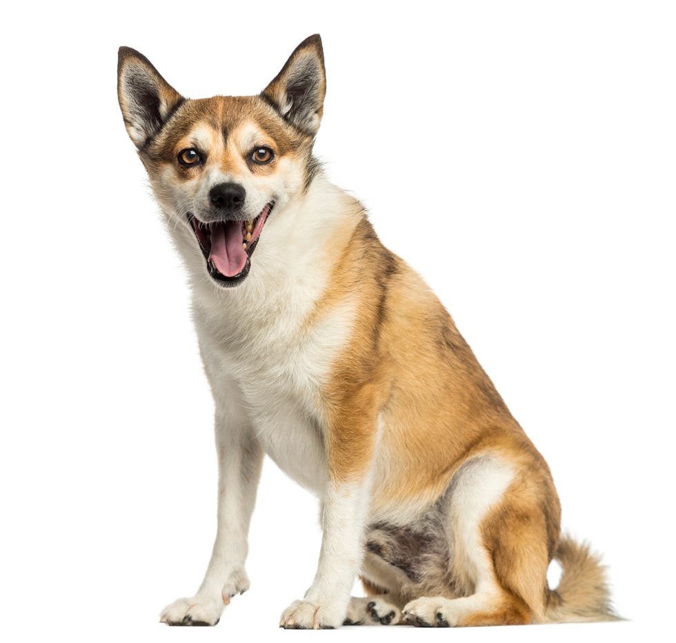 rare dog breeds norwegian lundehund