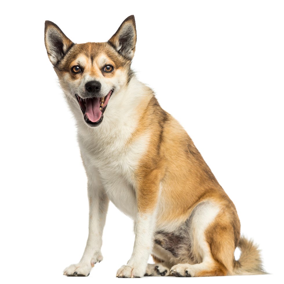 rare dog breeds - Norwegian Lundehund rare dog breeds norwegian lundehund