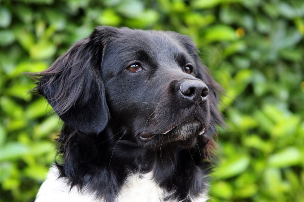 rare dog breeds stabyhoun