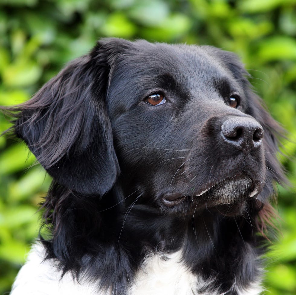 rare dog breeds - stabyhoun rare dog breeds stabyhoun