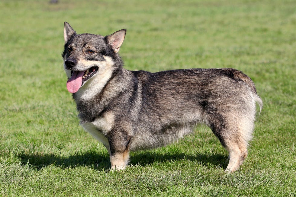 15 Rare Dog Breeds