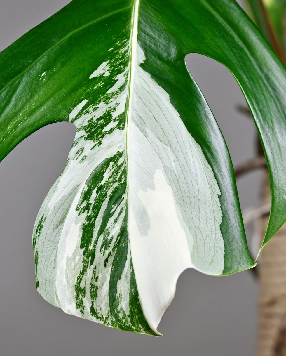 rare plant close up of white patches on leaf of tropical monstera deliciosa variegata houseplant