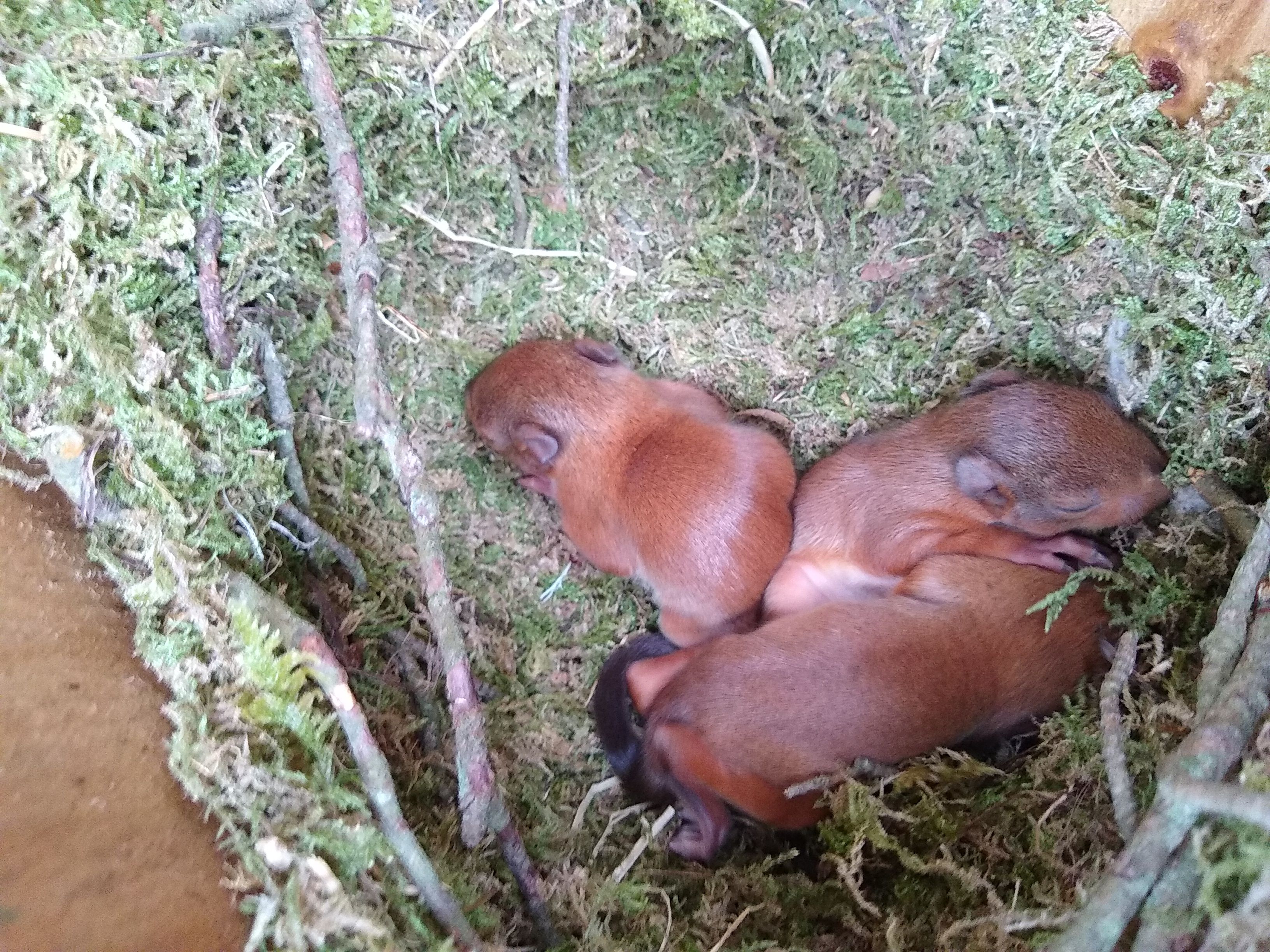 Surprise Discovery Baby Red Squirrels on Brownsea Island