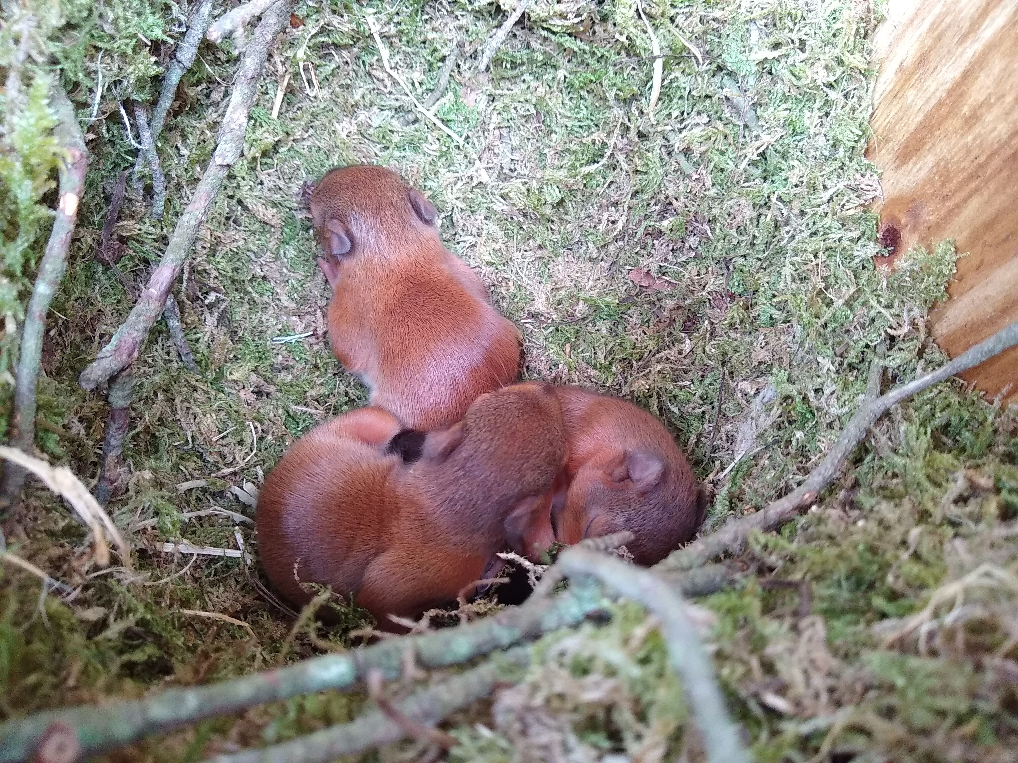Surprise Discovery Baby Red Squirrels on Brownsea Island