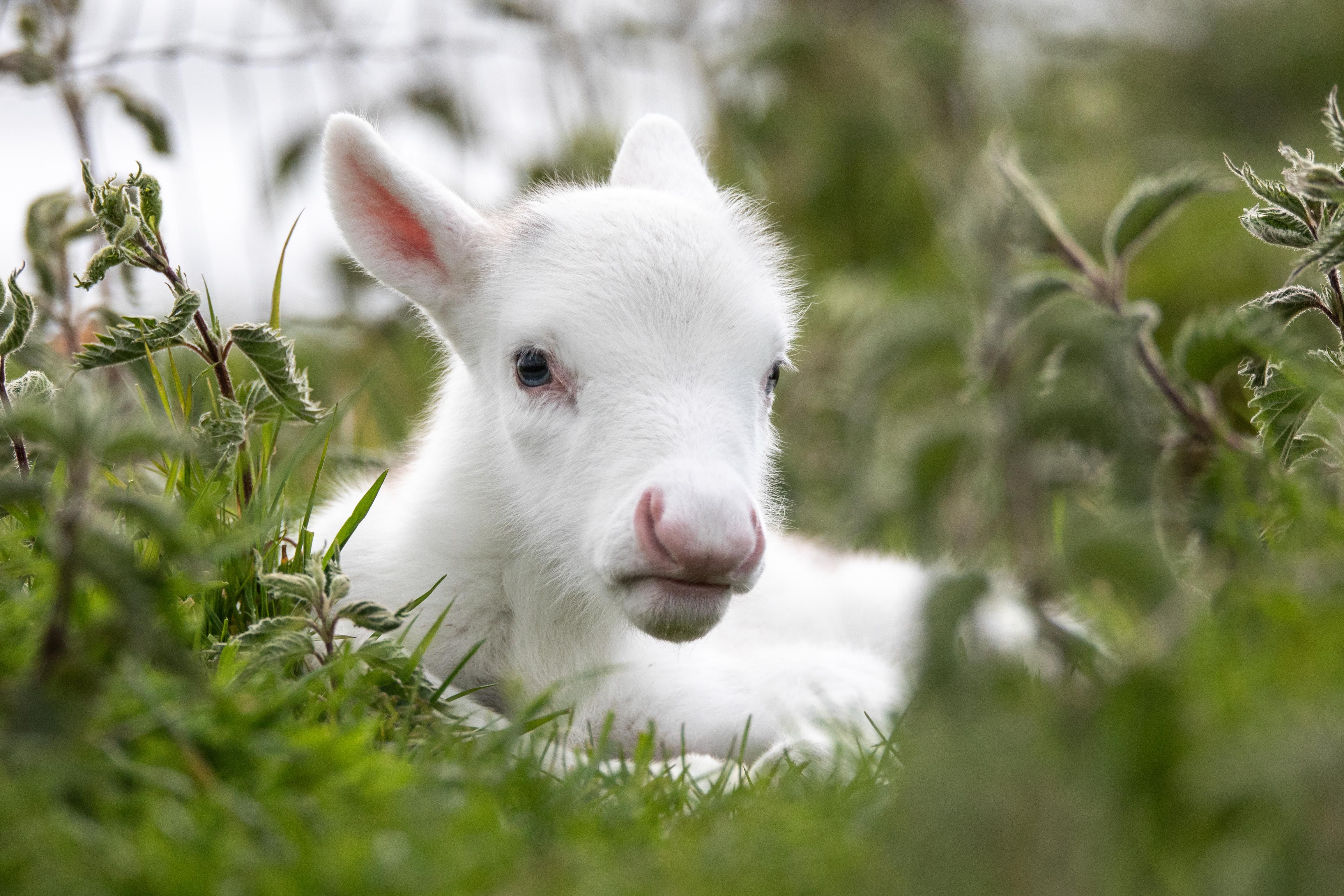 White Reindeer 