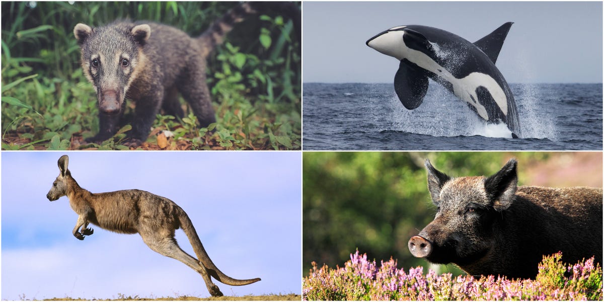 Brits reveal the animals they want to see in the wild - but don't know  where they are