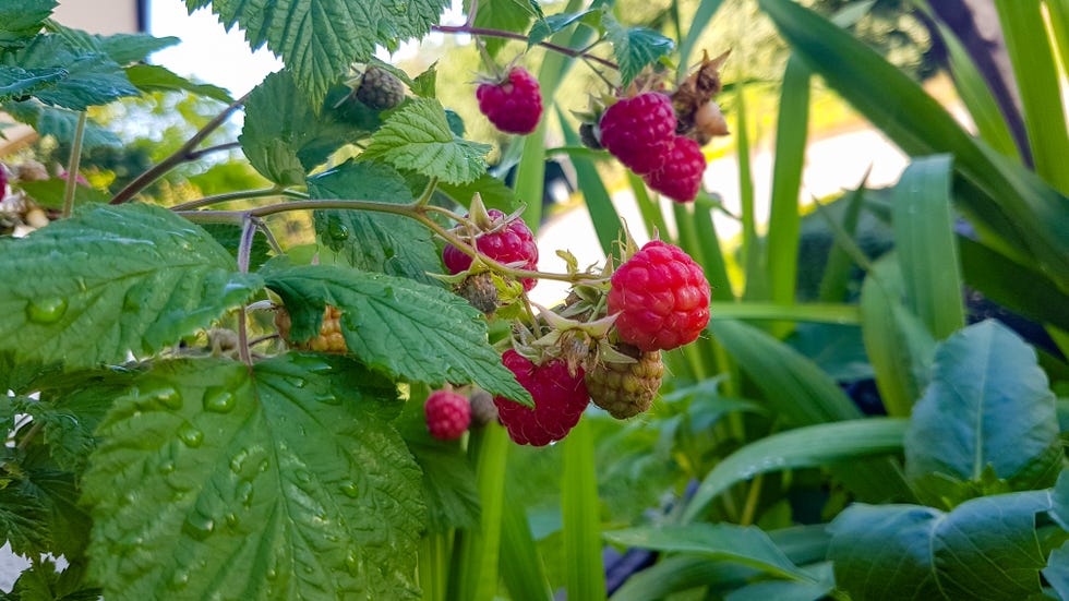 Balcony Plants The Best Fruit And Veg To Grow On Balconies