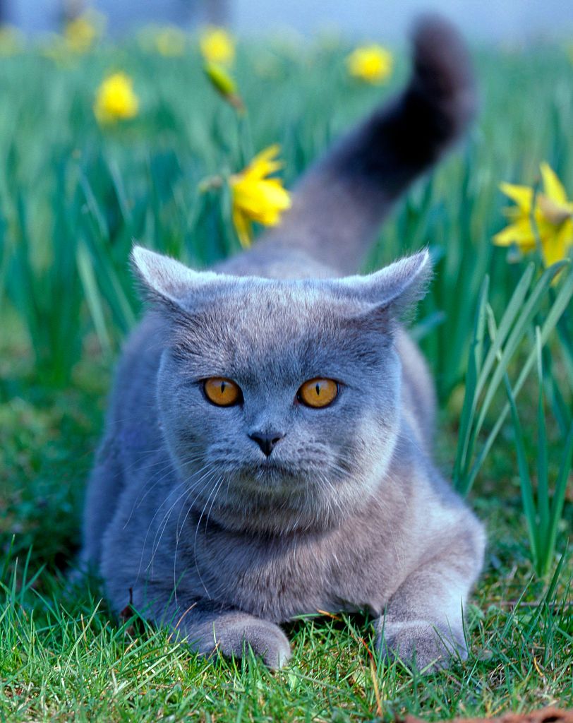 Blue grey cat fashion