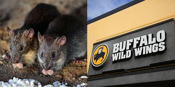 Live rat falls from ceiling and lands on table at Buffalo Wild Wings