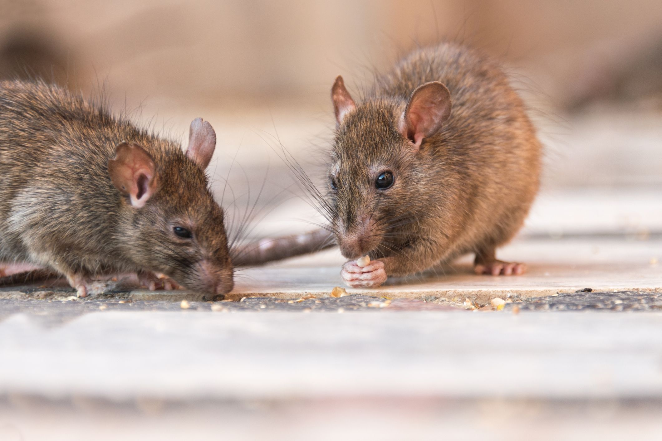 Small rodents for store sale