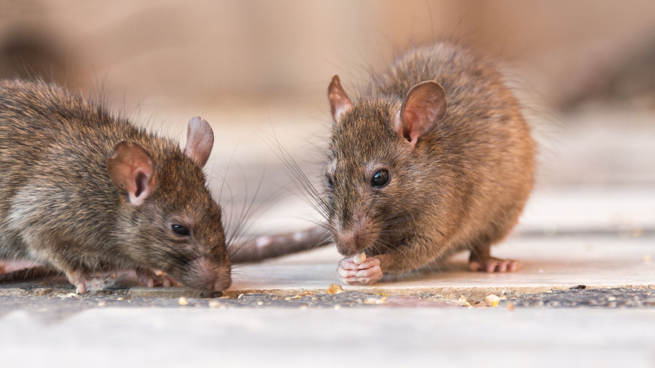 How to Keep Mice Away from Your Bed: 10 Effective Solutions