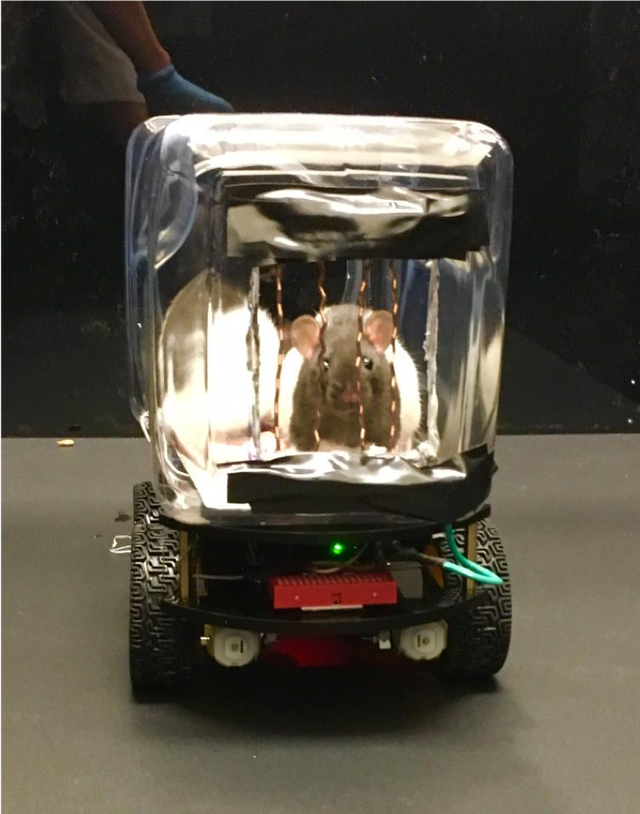 Rats Can Drive Tiny Cars and Scientists Find They Actually Like It