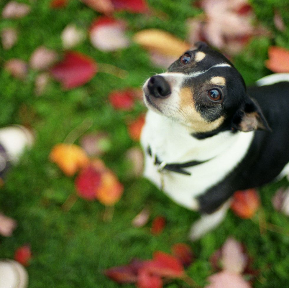 a black and white rat terrier looking up