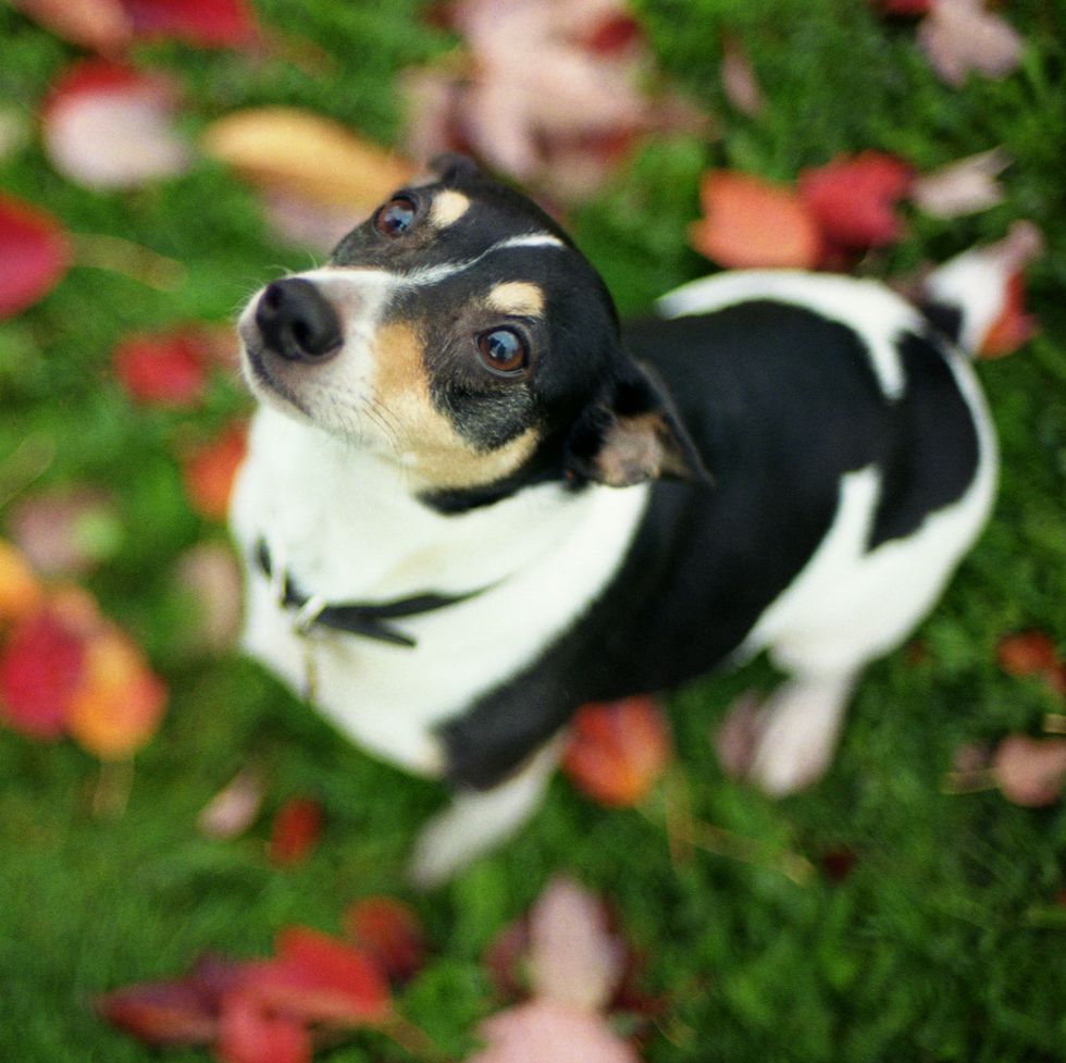 a black and white rat terrier looking up