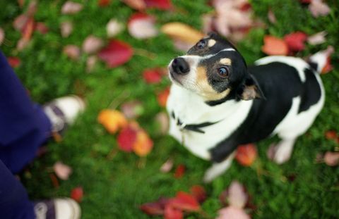 a  black and white rat terrier looking up