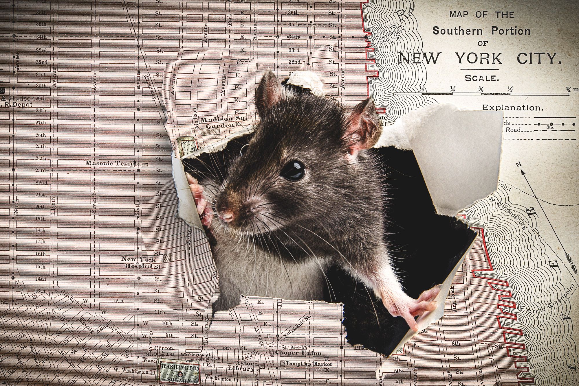 Can Live Trapping Rats Work to Get Rid of Them?
