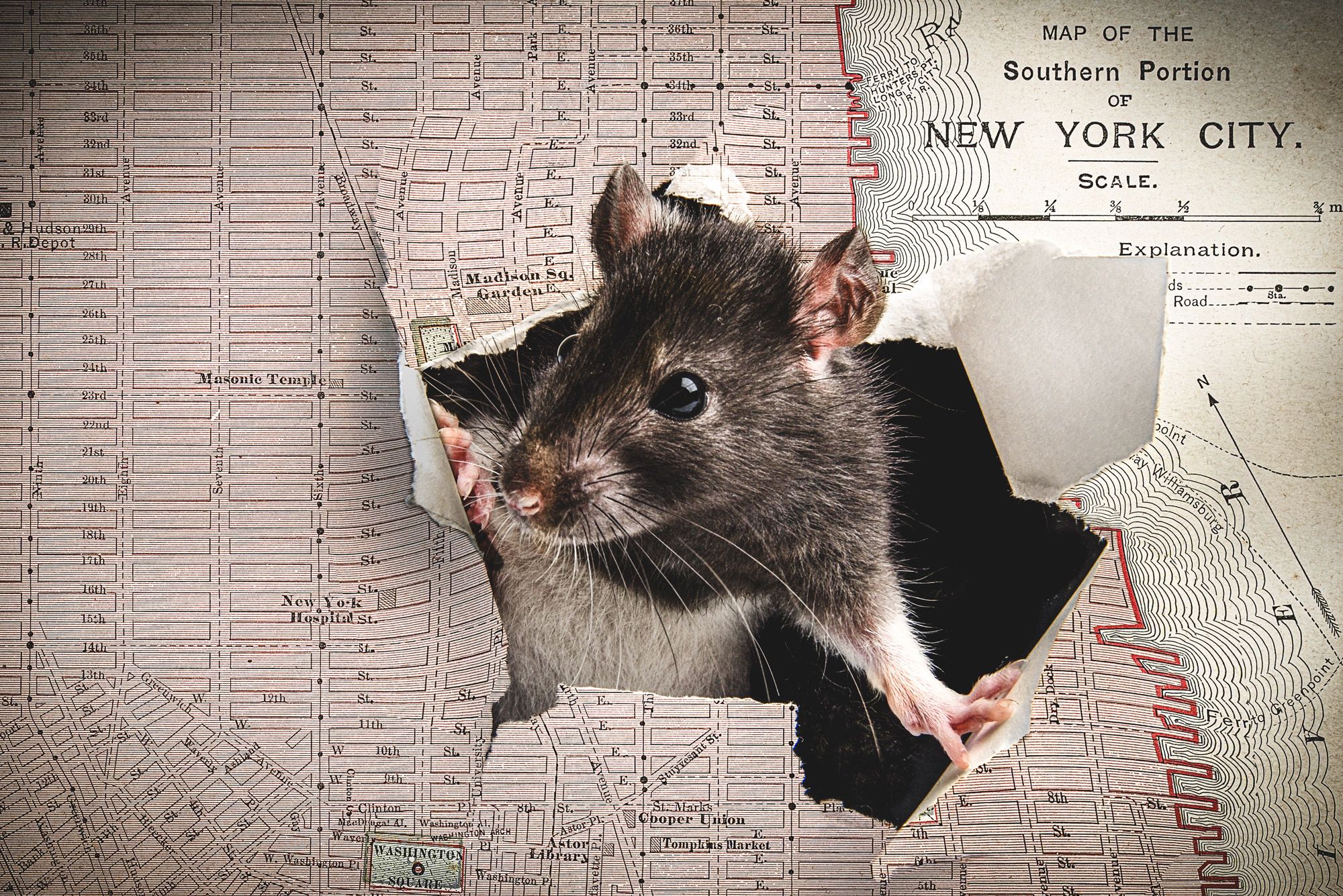 How to Catch & Trap Rats like a Pro: 7 Easy Steps