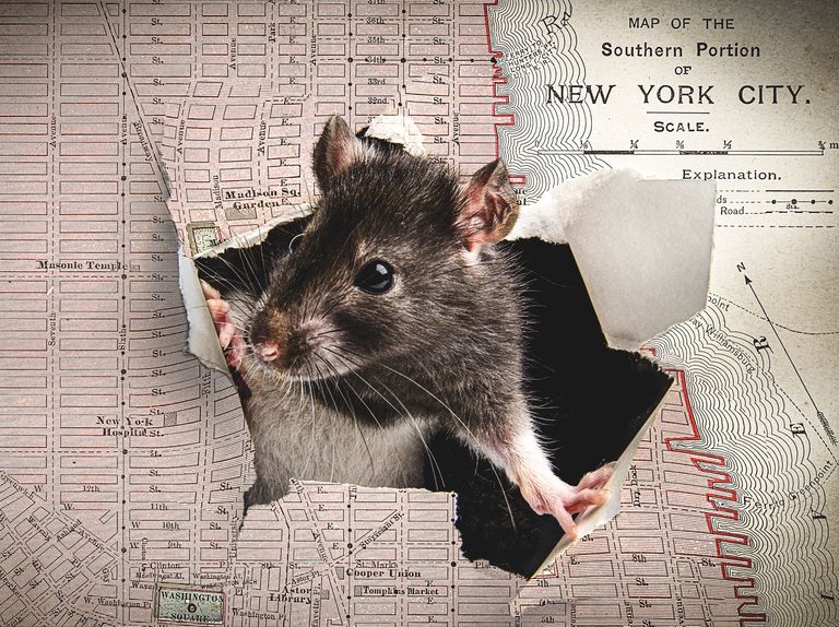 rat popping out of map of new york city