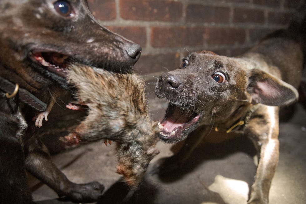 Washington DC In de wijk Adams Morgan in Washington worden ratten gedood door speciaal getrainde patterdaleterrirs Zij zijn een alternatief voor gif dat de vogelstand schaadt Ze willen maar n ding zegt Scott Mullaney medeeigenaar van Unique Pest Management en dat is ratten doden