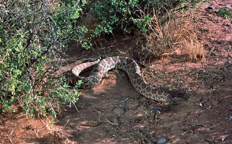 rattlesnakes, movie, giant