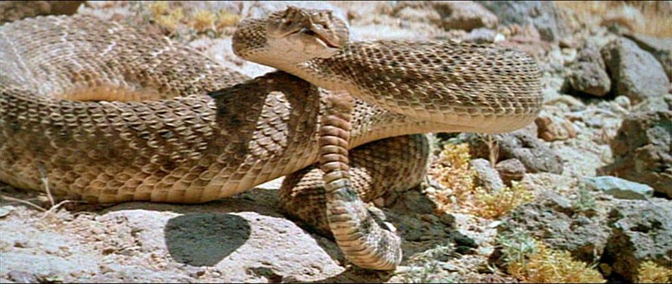 rattlesnake, westworld, movie