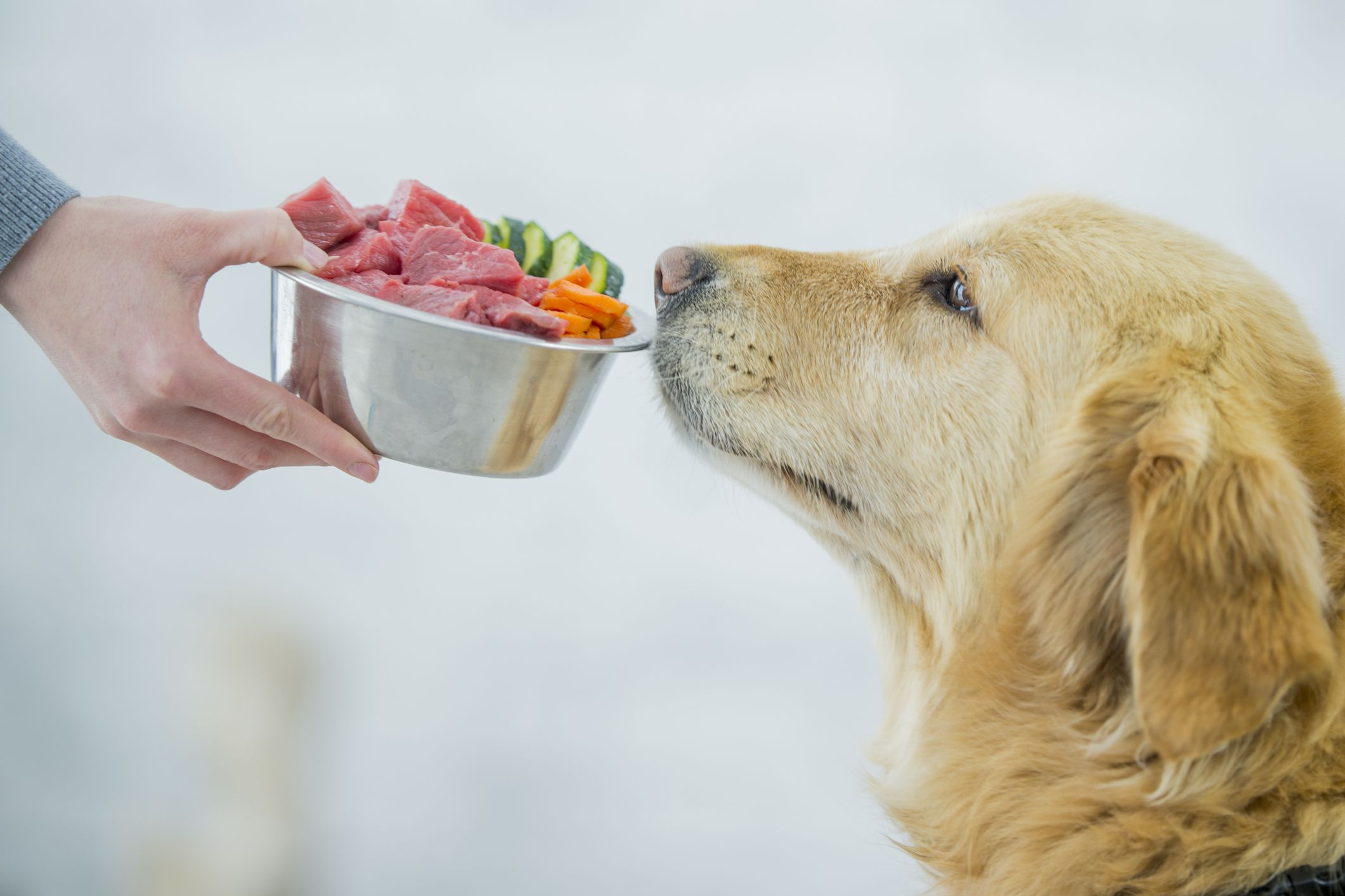 how much food to feed dog on raw diet