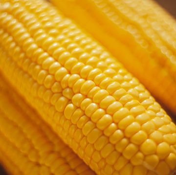 raw husked corn on the cob, close up