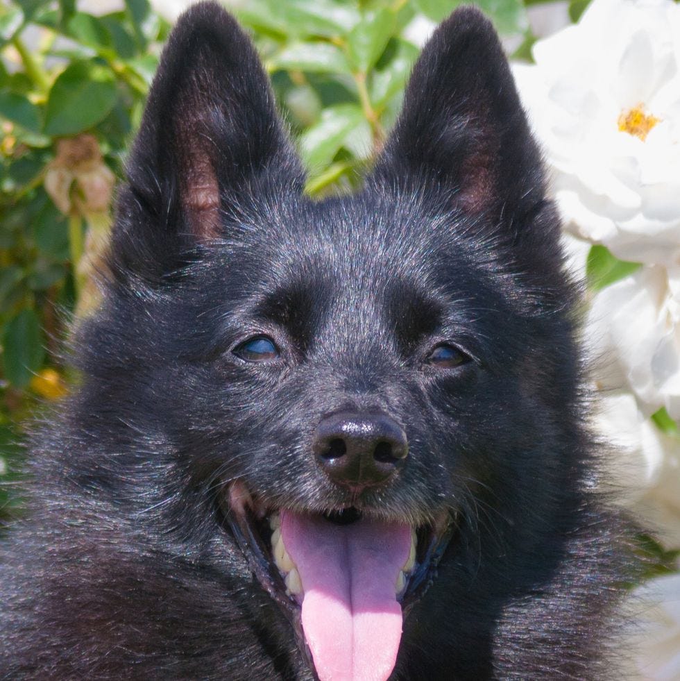 son los perros de oso de carelia buenos perros de apartamento