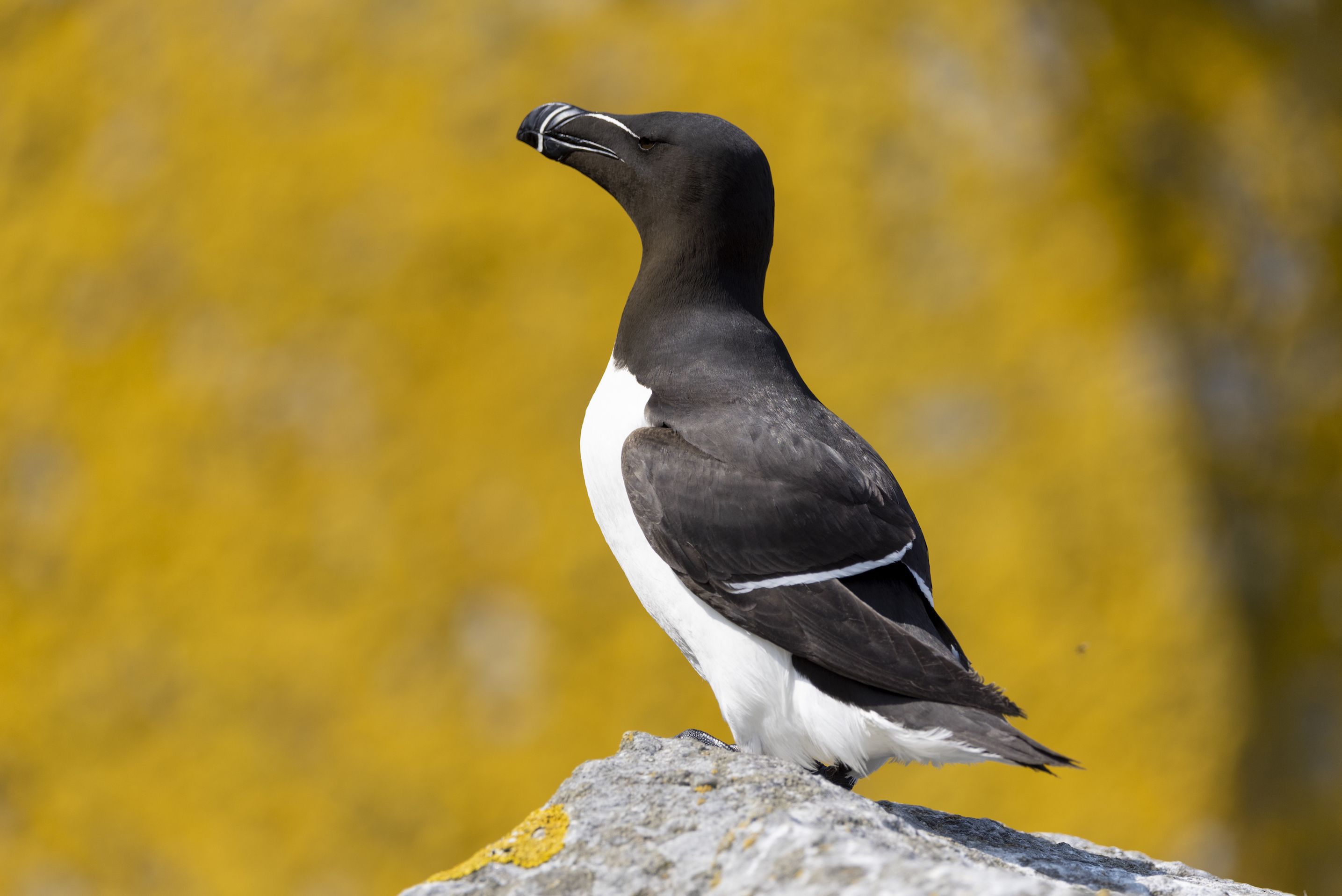 Razorbill Map Where They Live