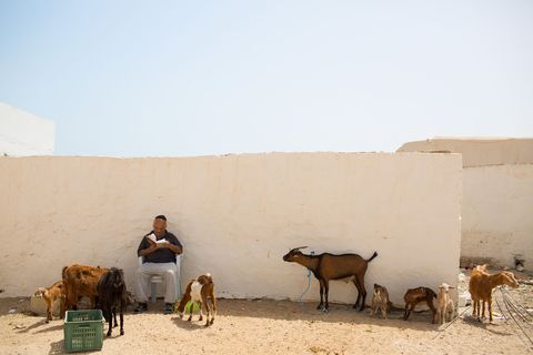 Op sjabbat leest een joodse man een gebedenboek terwijl hij zijn geiten in de gaten houdt in Hara Kebira de belangrijkste joodse wijk van Djerba