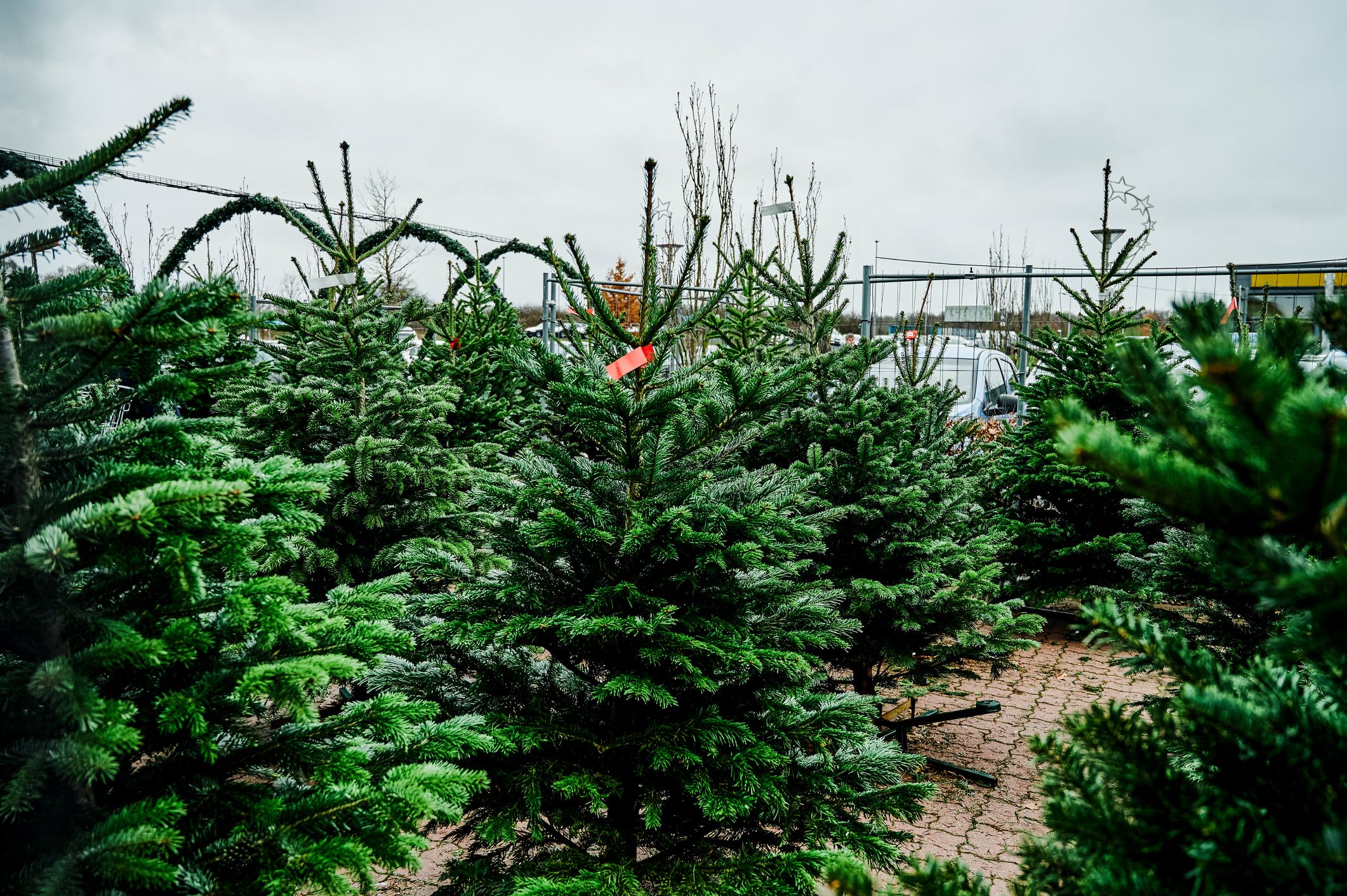 5 Ways To Tackle Climate Change With Christmas Trees