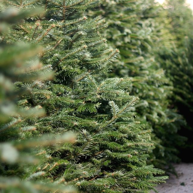 pine tree on a christmas tree lot selective focus