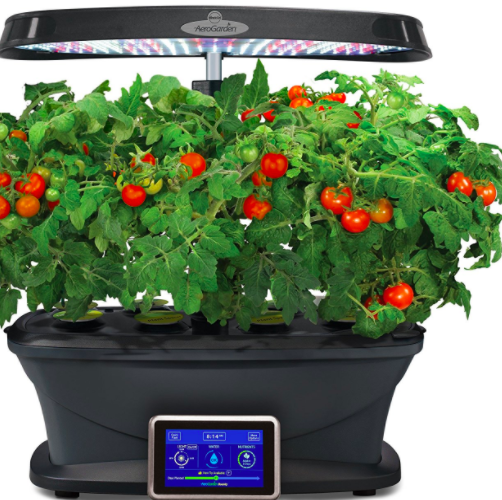 Flowerpot, Plant, Flower, Houseplant, Solanum, Flowering plant, Cherry Tomatoes, Tomato, Herb, Lantana, 