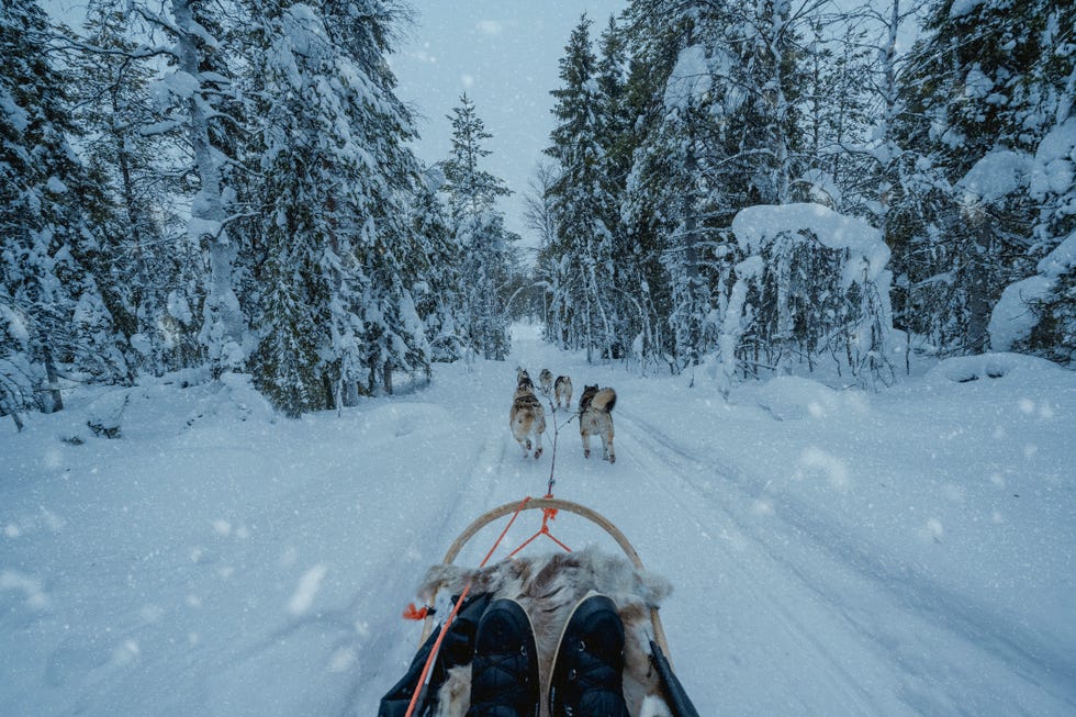 a group of dogs on a sled in the snow
