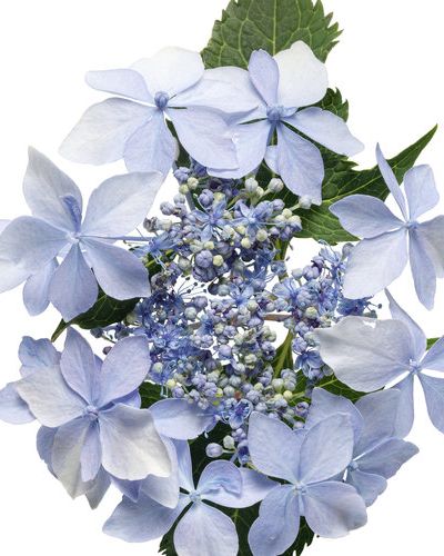 blue flowers reblooming mountain hydrangea